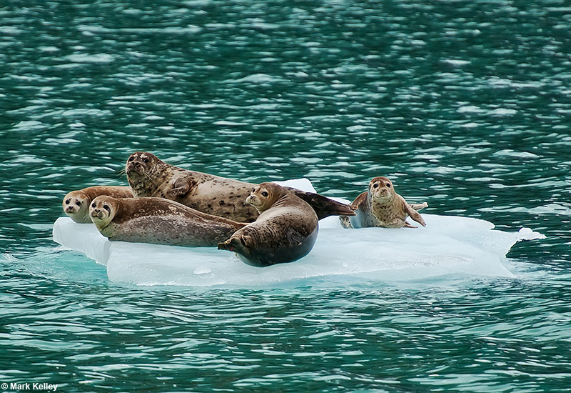 Harbor Seals, Endicott Arm, Tracy Arm-Fords Terror Wilderness, Alaska   – Image 2843