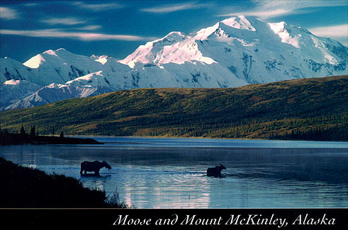 Moose in Wonder Lake, Denali National Park, Alaska  – Image 2887