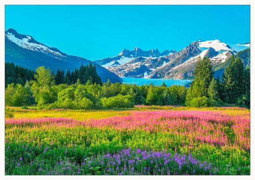 Mendenhall Glacier Flowers - Note Card 901