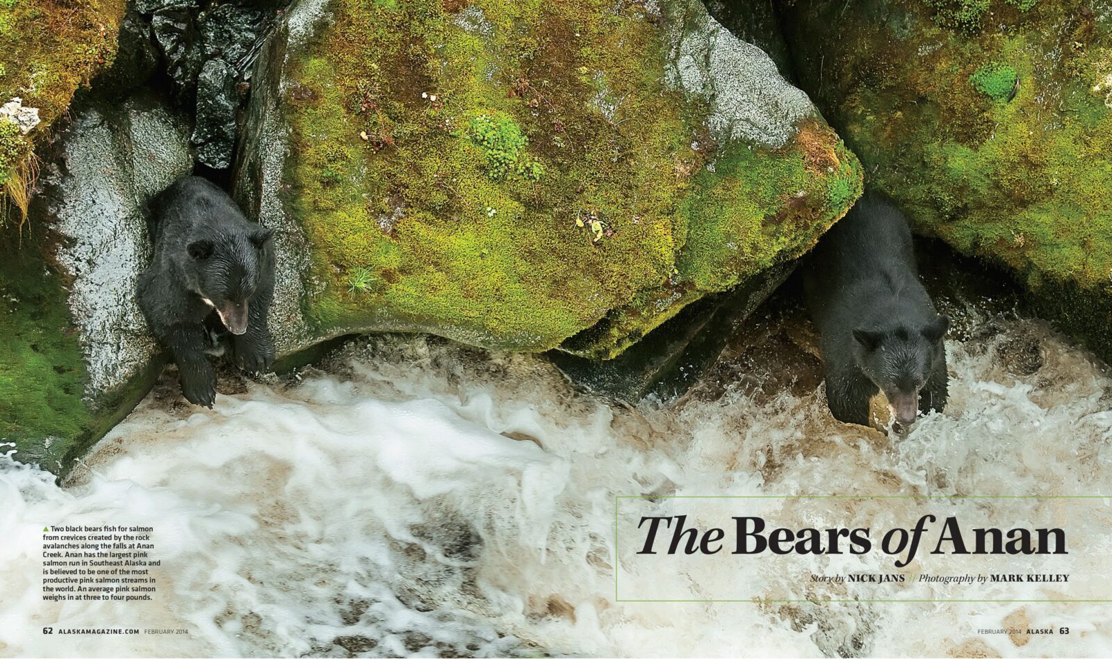 Alaska Magazine – The Bears of Anan – Image 2858