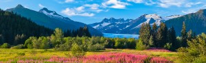 Mendenhall Glacier and Fireweed #1 – Bookmark