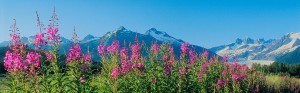Mendenhall Glacier and Fireweed #2 – Bookmark