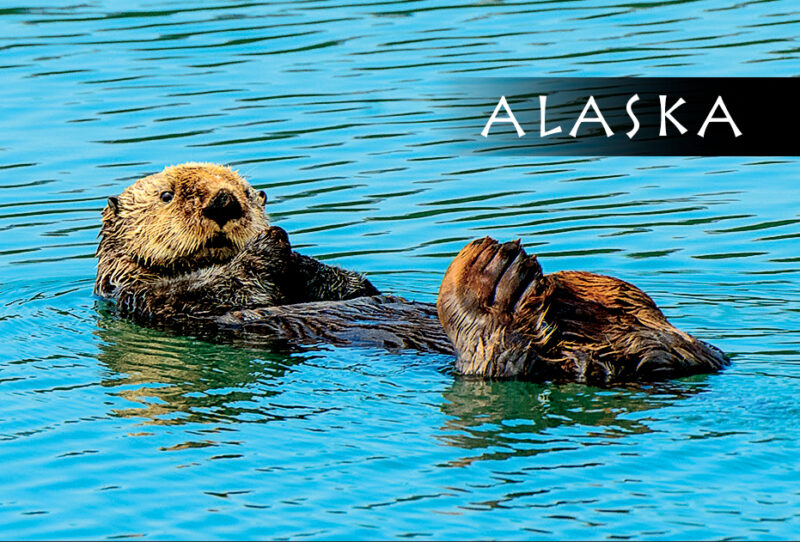 Sea Otter - Magnet