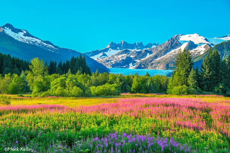 “Mendenhall Flowers” – Photo Art Print P109