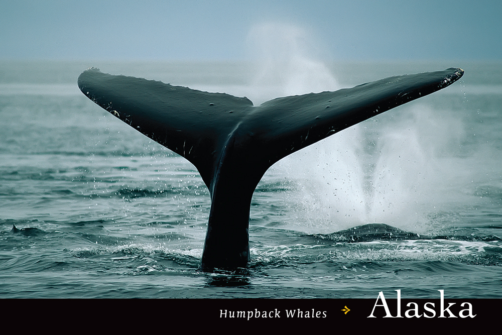 Alaska Humpback Whale Vintage 4x6  Postcard Jan18 