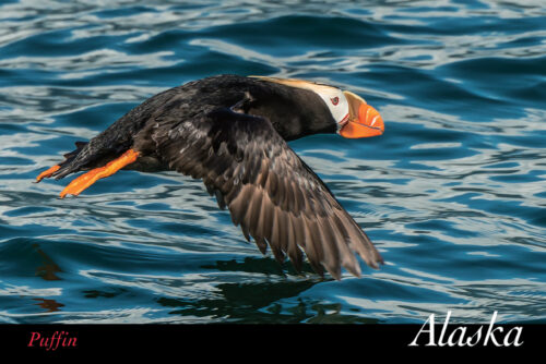 Puffin in Flight - Alaska - Postcard PC158