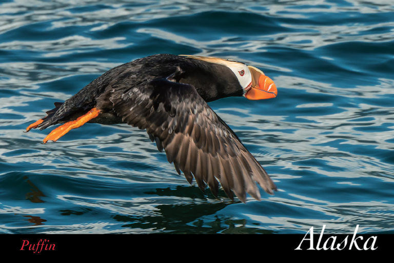 Puffin in Flight – Alaska – Postcard PC158