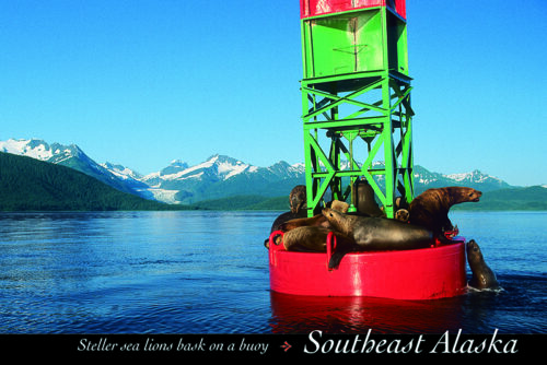 Steller Sea Lions - Southeast Alaska - Postcard PC 131
