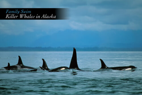 Family Swim - Killer Whales - Postcard PC141