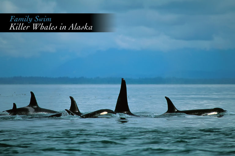 Family Swim – Killer Whales – Postcard PC141