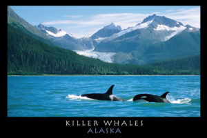 Killer Whales, Alaska – Postcard PC142