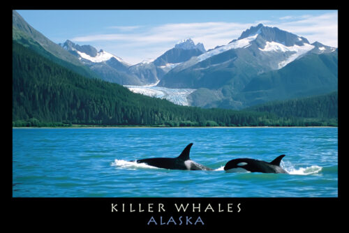 Killer Whales, Alaska - Postcard PC142