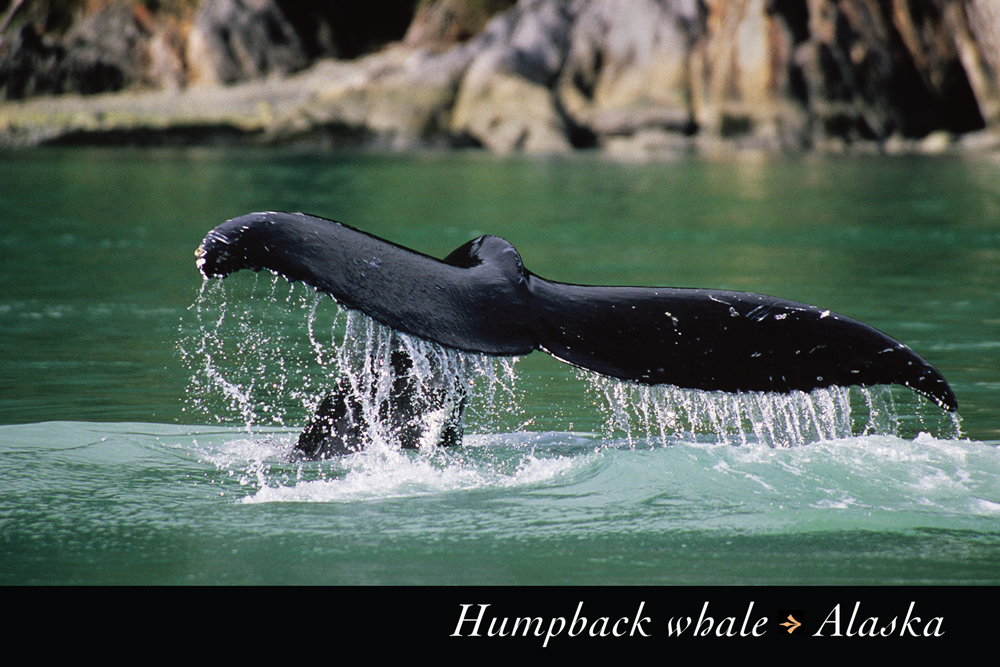 Humpback Whale – Alaska – Postcard PC134 | Mark Kelley