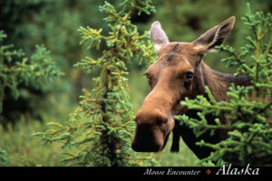 Moose Encounter in Denali National Park – Postcard PC137