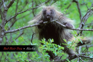Bad Hair Day – Alaska – Postcard PC136