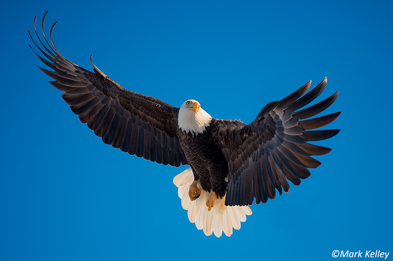 Image result for soaring eagle