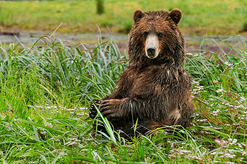 Brown Bear, Pack Creek, Admiralty Island, Alaska…Image # 2888