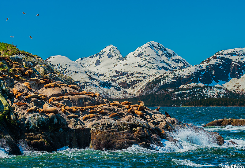 Sea Lions, Marble Islands, Glacier Bay National Park…Image 2882