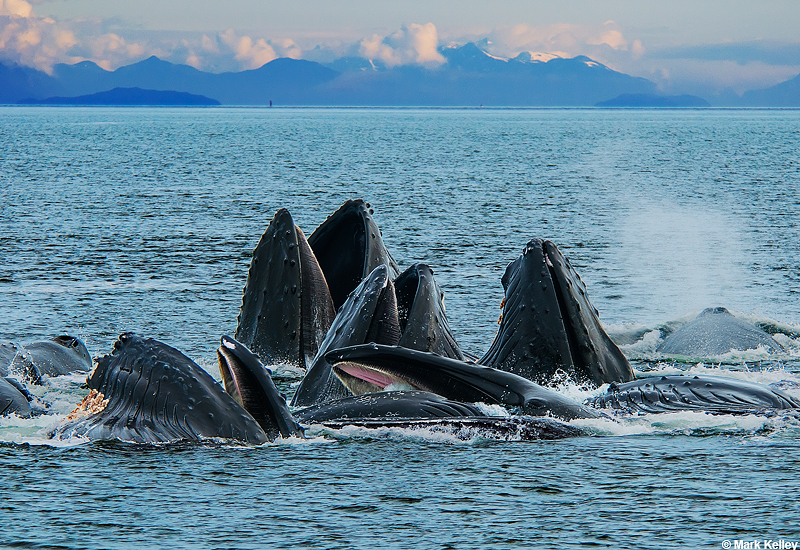 Humpback Whales, Bubble-Net Feeding…Image # 2886