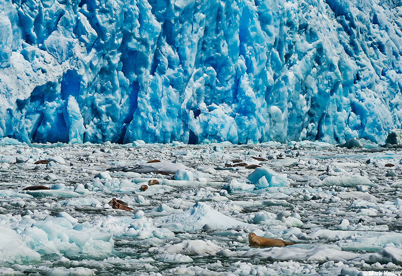 Harbor Seals in Field of Icebergs, South Sawyer Glacier, Tracy Arm-Fords Terror …Image 2883