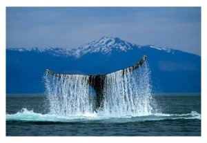 Whale Tail Slapping – Note Card 937