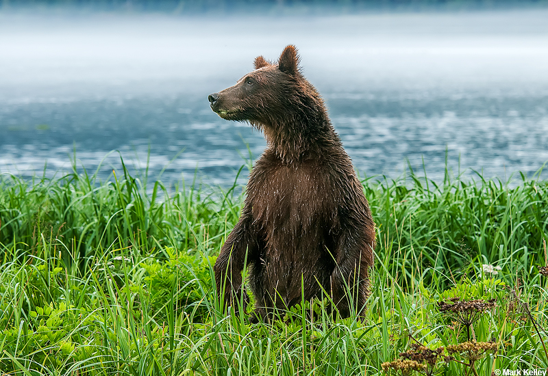 Brown Bear, Pack Creek, Admiralty Island, Alaska…Image # 2889