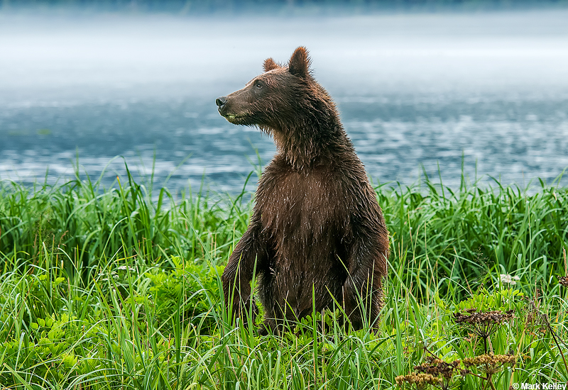 Brown Bear Pack Creek Admiralty Island Alaska Image 2889 Mark 
