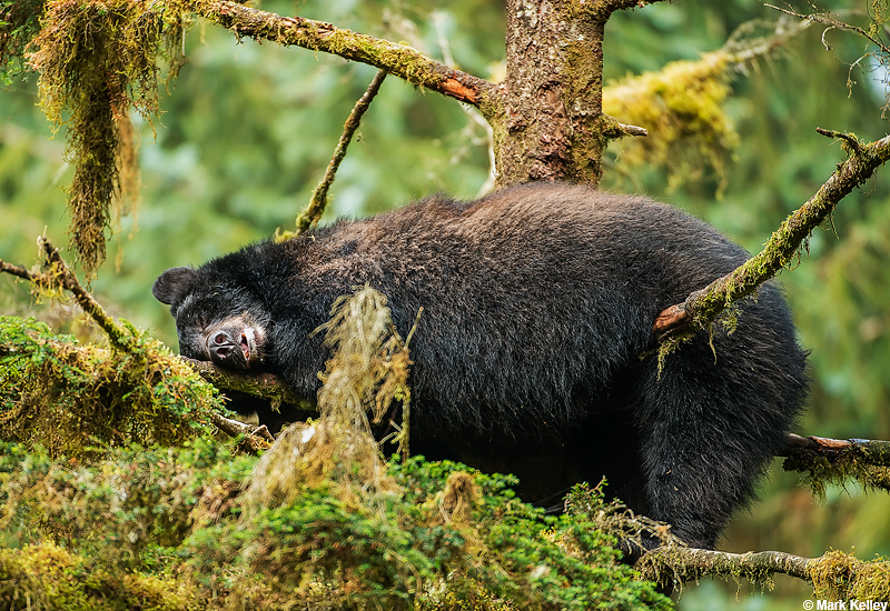 Sleeping Black Bear, Anan Creek, Tongass National Forest, Near Wrangell, Alaska …Image # 2890
