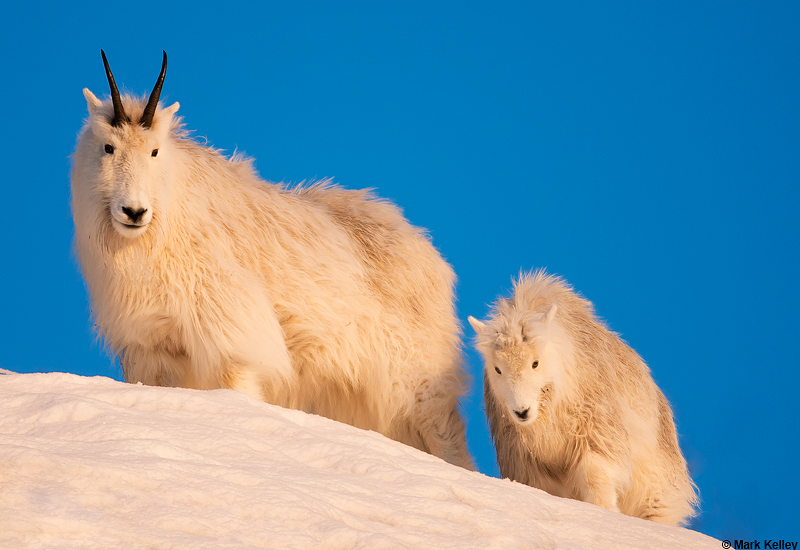 Mountain Goats, Mendenhall Glacier Recreation Area, Juneau, Alaska…Image # 2902