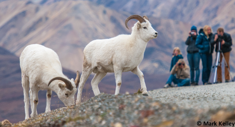 Dall Sheep, Denali National Park, Alaska – Image # 2909