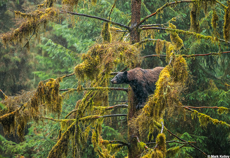 “Drizzly Bear” or  “Reigning over the Tongass”, Black Bear, Anan Creek, Alaska – Image #2913
