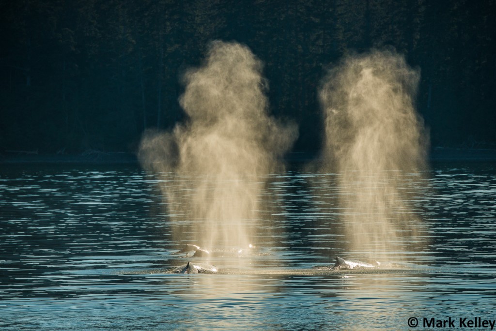 Humpback Whales, Juneau, Alaska – Image #2917