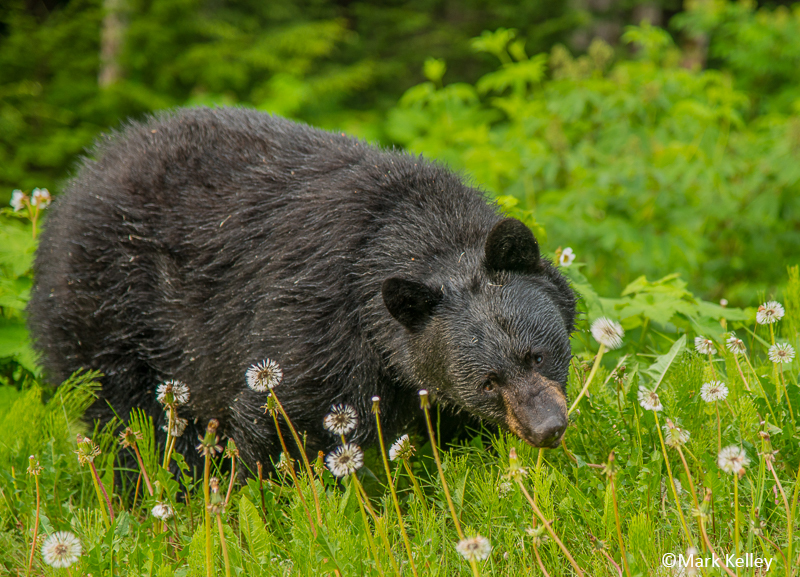 Dandelion Bear, Juneau, Alaska – Image #2914