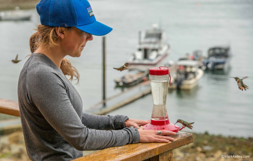 Hummingbirds, Gull Cove Lodge, AK – Image #2916