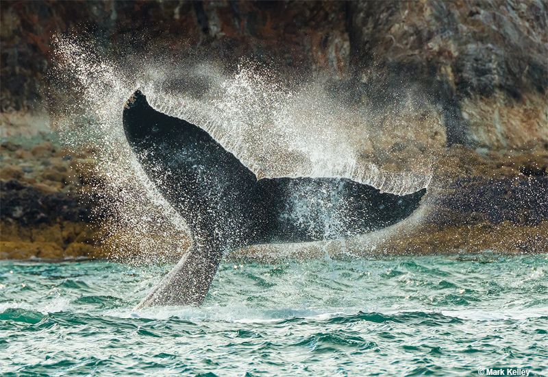 Humpback Whale Tail, North Pass, Alaska-Image #2920