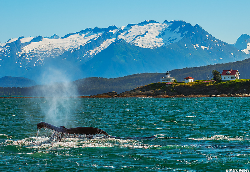 Humpback Whale, Pt Retreat Lighthouse, Juneau, Alaska-Image #2919