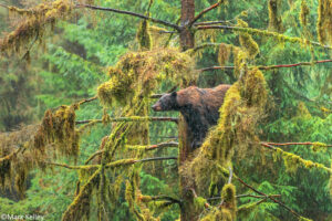 Award Winner! “Drizzly Bear (Reigning the Tongass)” – Photo Art Print P219