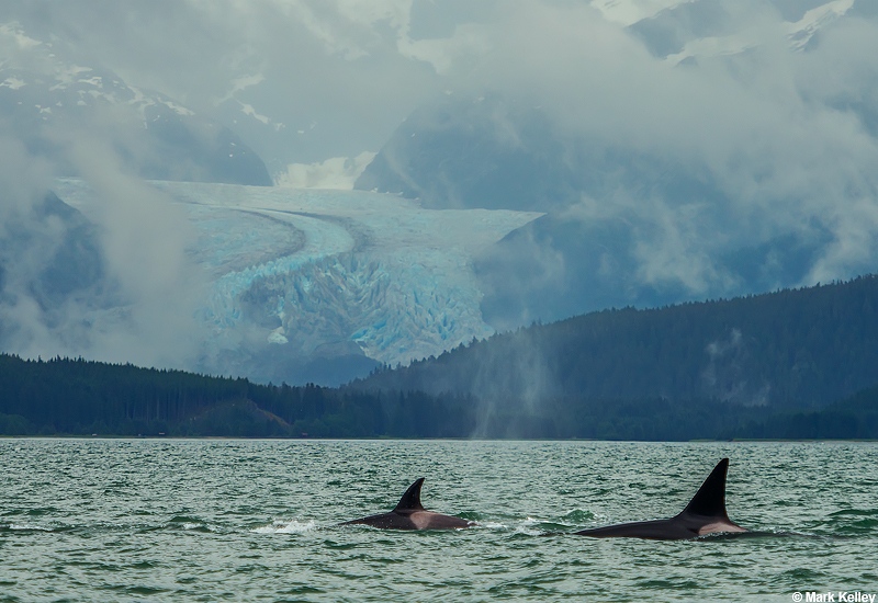 Killer whales, Herbert Glacier, Juneau, Alaska  – Image #2926