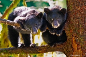 “Bear Cubs” – Photo Art Print P222