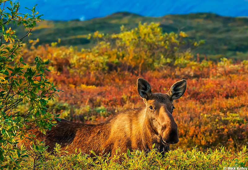 Cow Moose, Denali National Park, Alaska-Image 2931