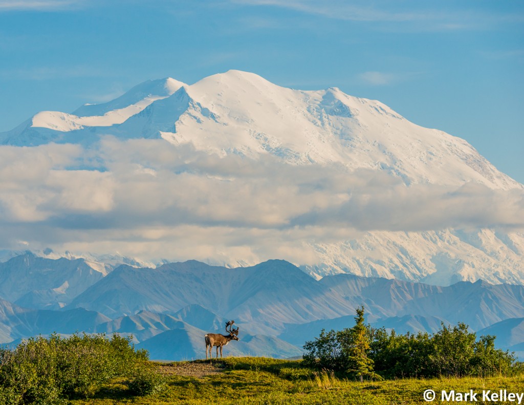 Bull Caribou, Denali, Denali National Park, Alaska-Image #2947