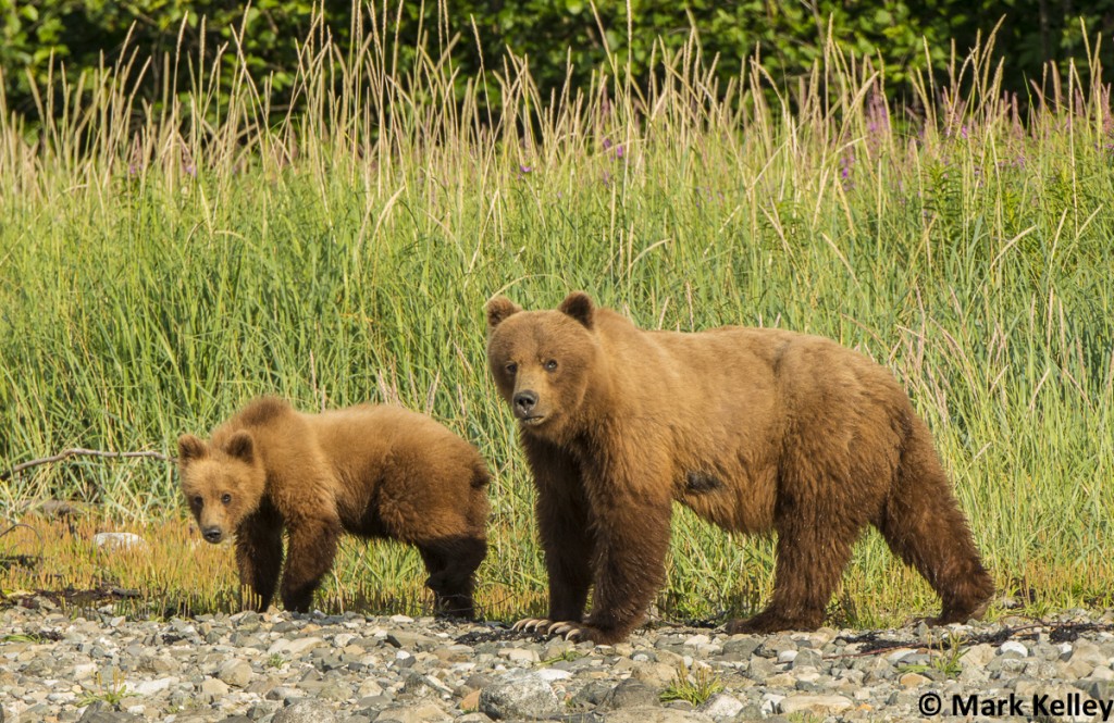Sow and Cub, Glacier Bay National Park, AK-Image #2946
