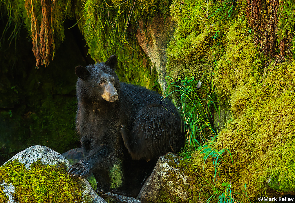 Black Bear, Anan Creek, Alaska…Image 2975