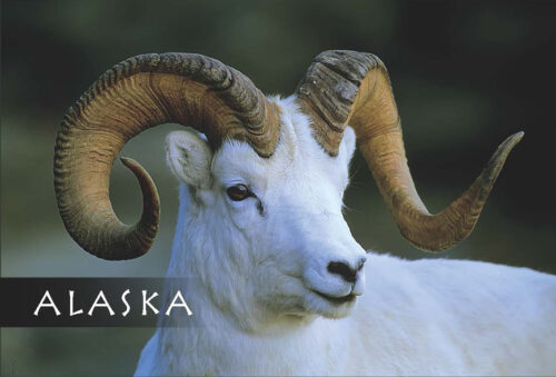 Dall Sheep - Magnet