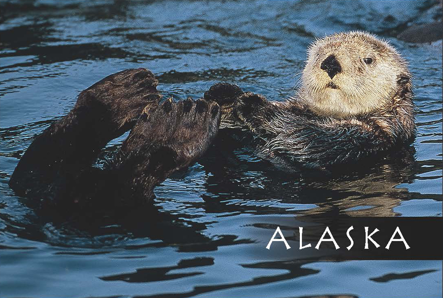 Sea Otter – MagnetMark Kelley | Mark Kelley