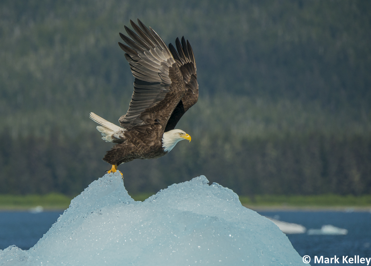 Bald Eagle on Iceberg-Tracy Arm, Alaska #2961