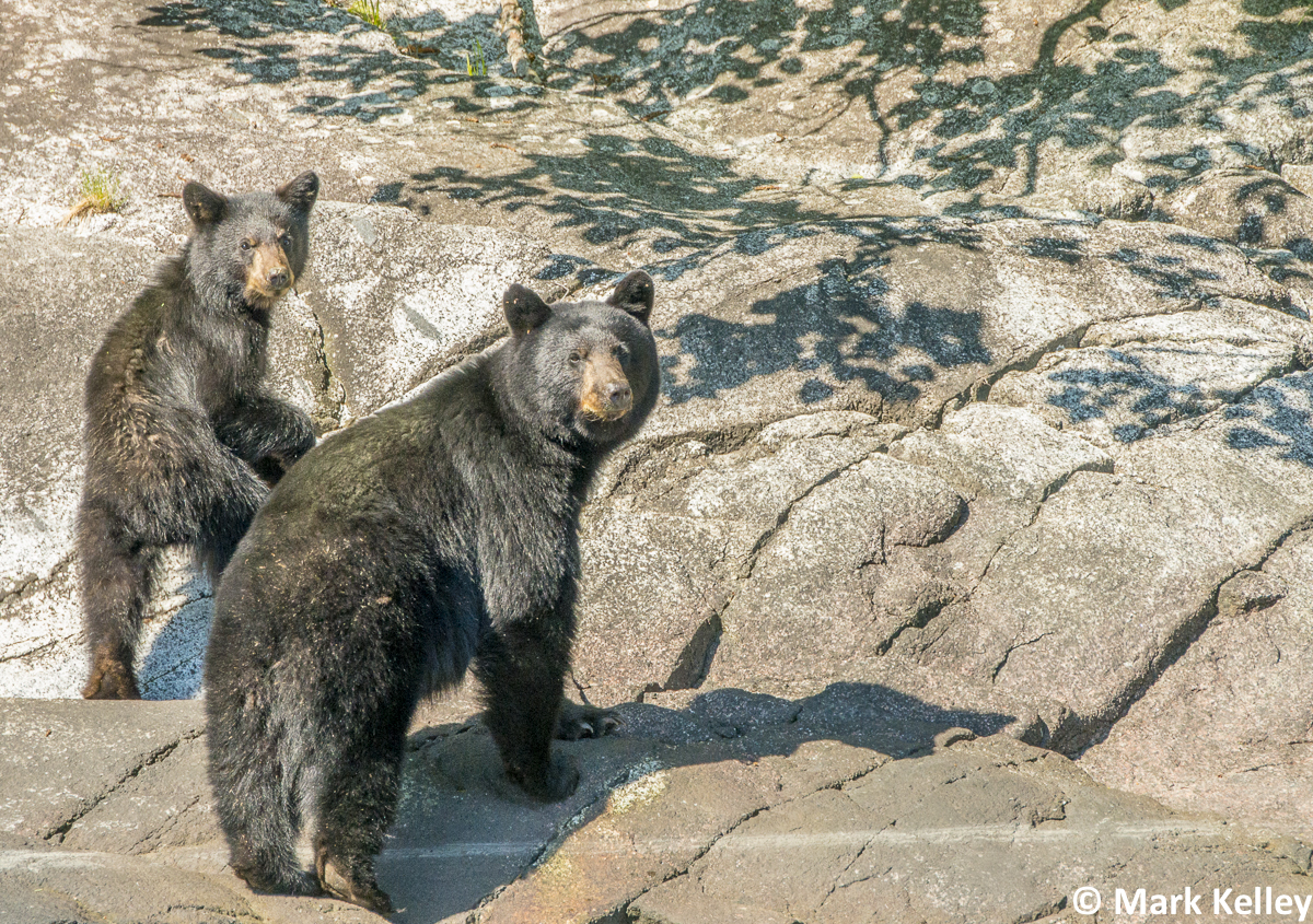 Black Bears, Tracy Arm, Alaska – #2962