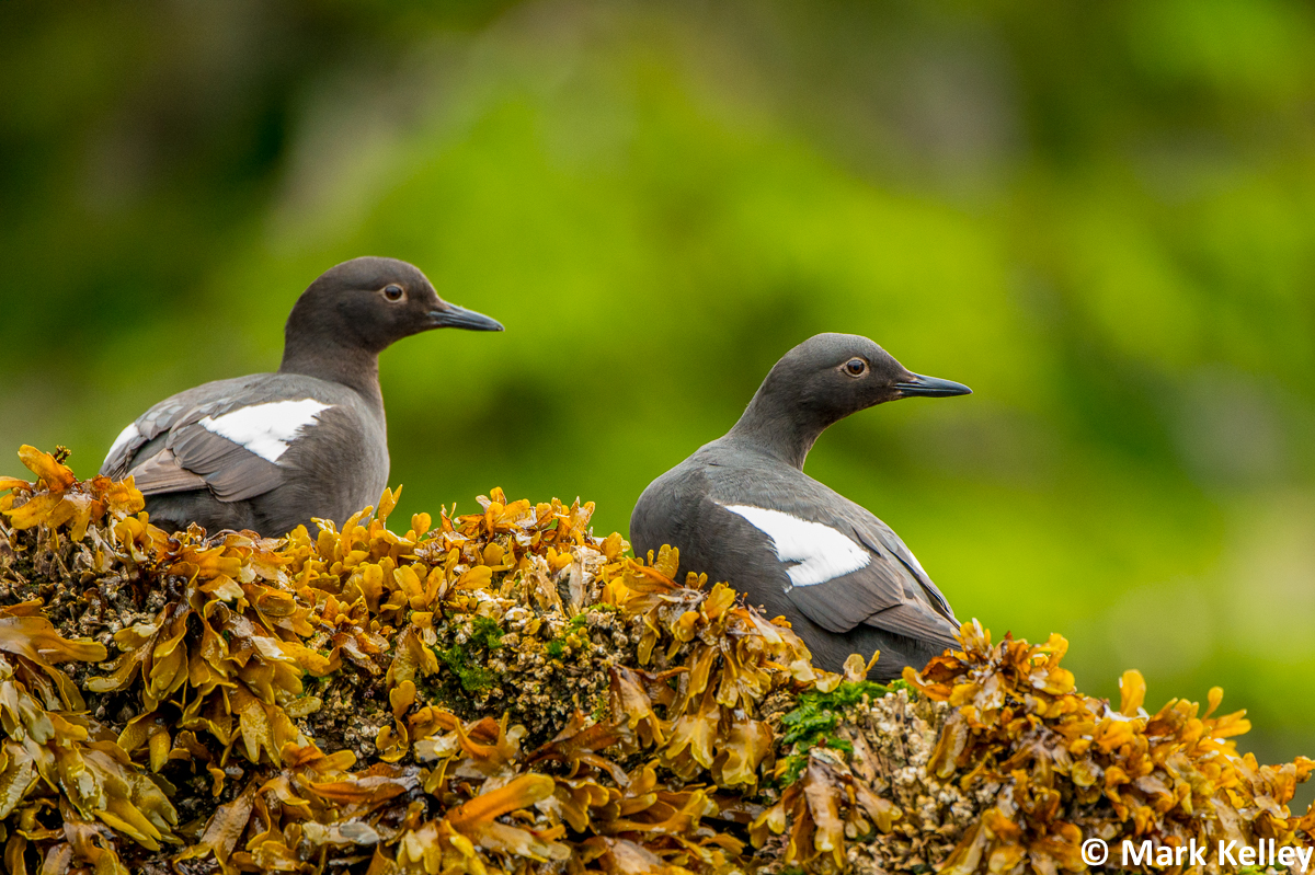 Pigeon Guillemot, The Brothers, Admiralty Island, Alaska-Image #2966