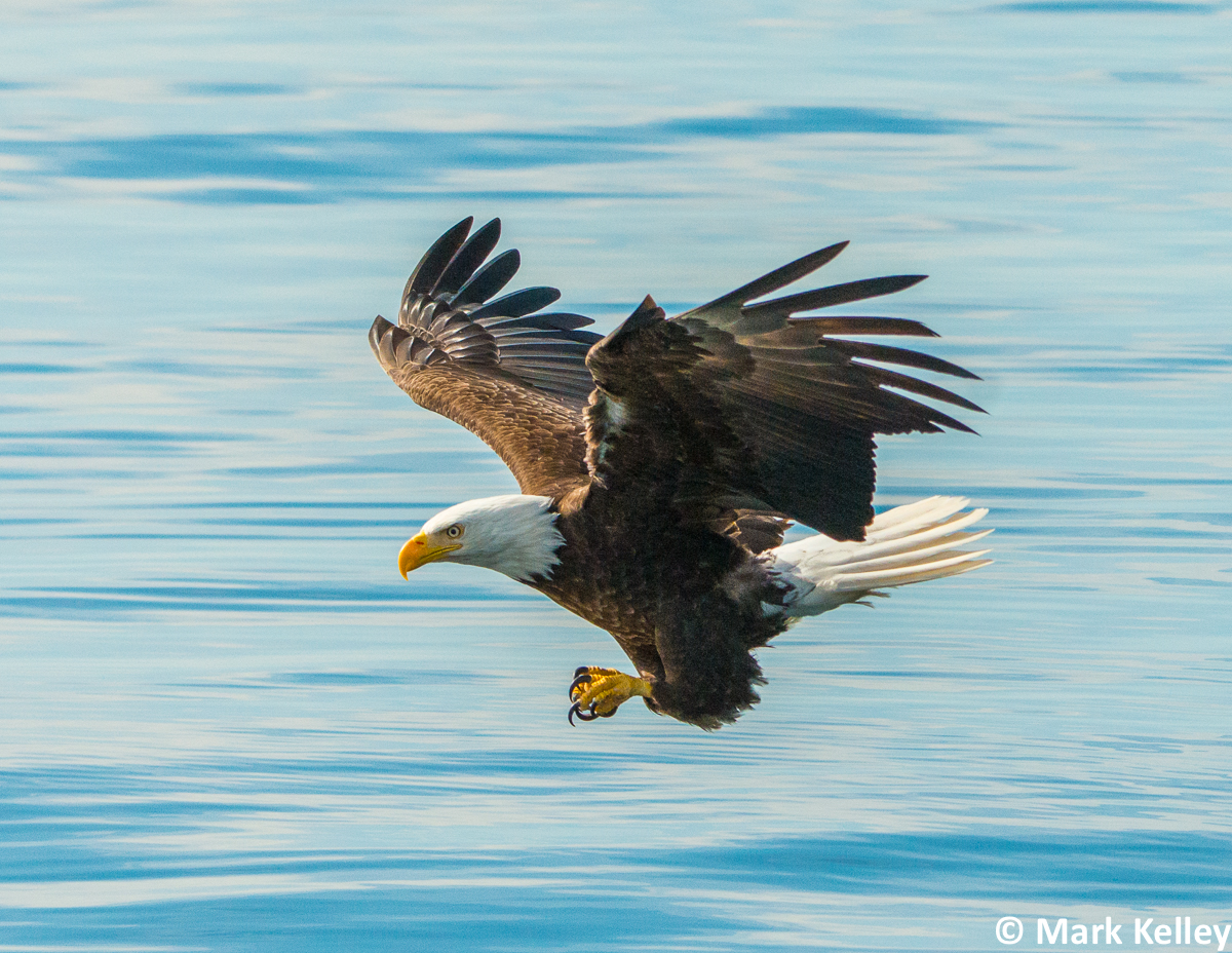 Bald Eagle, Chatham Straits, Alaska – Image #2965