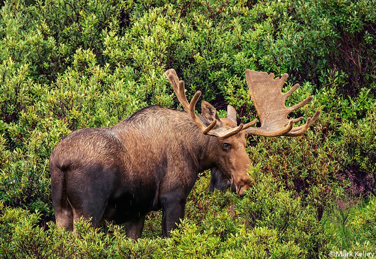 Bull Moose, Denali National Park, Alaska Image 2972 Mark Kelley